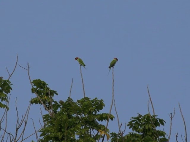 Uzun Kuyruklu Yeşil Papağan (longicauda/defontainei) - ML201675351