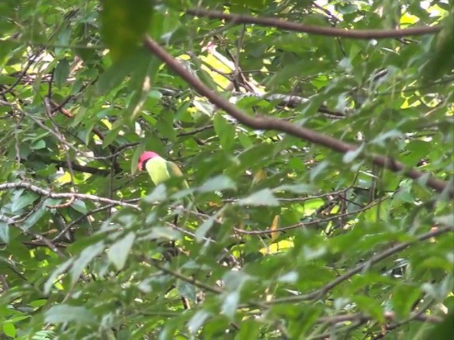 Long-tailed Parakeet (Long-tailed) - ML201675371