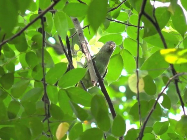 Blue-rumped Parrot - ML201675381