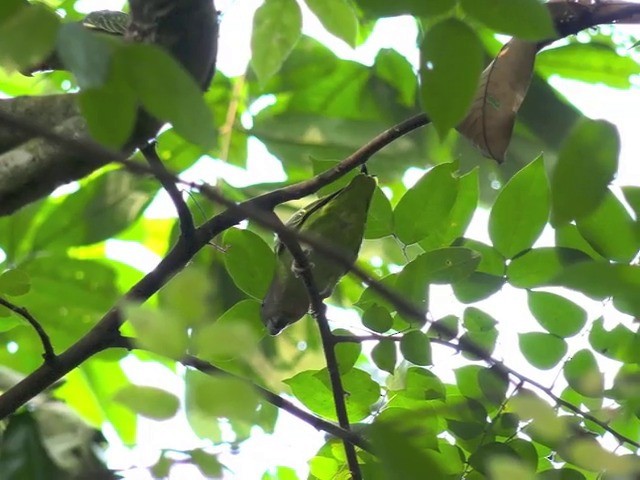 Blue-rumped Parrot - ML201675391
