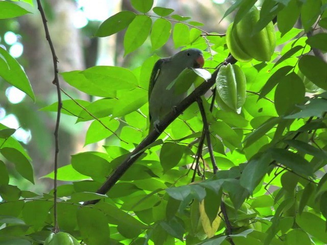 Blue-rumped Parrot - ML201675401