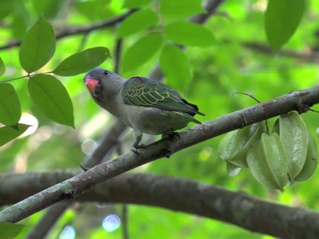 Blue-rumped Parrot - ML201675411
