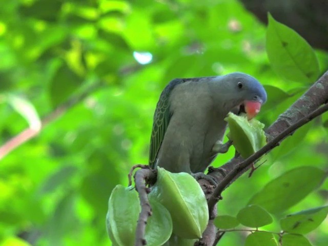 Blue-rumped Parrot - ML201675421