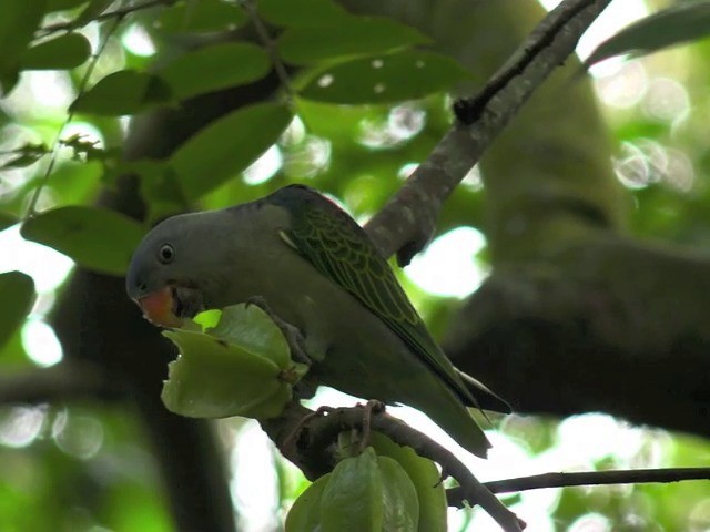 Blue-rumped Parrot - ML201675431