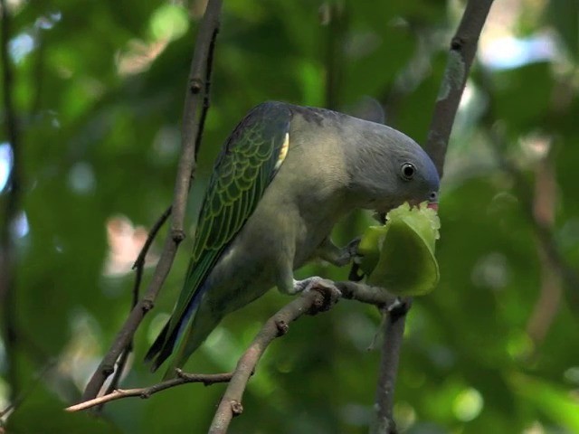 Blue-rumped Parrot - ML201675441