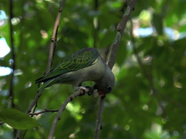 Blue-rumped Parrot - ML201675451