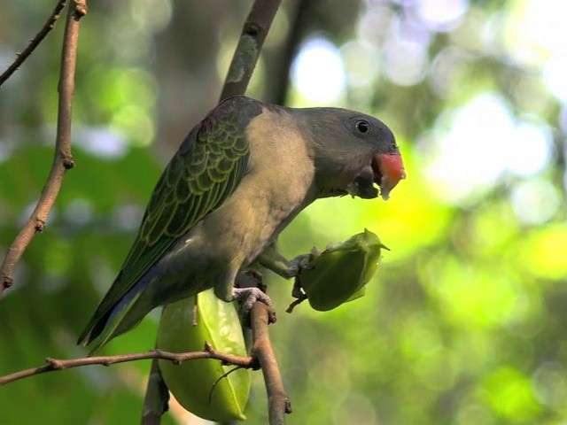 Blue-rumped Parrot - ML201675461