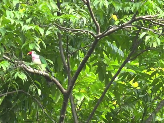 Jambu Fruit-Dove - ML201675471