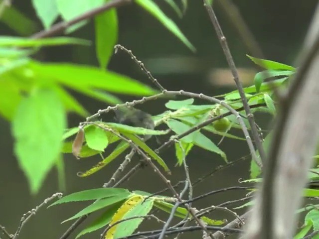 Scarlet-backed Flowerpecker - ML201675511