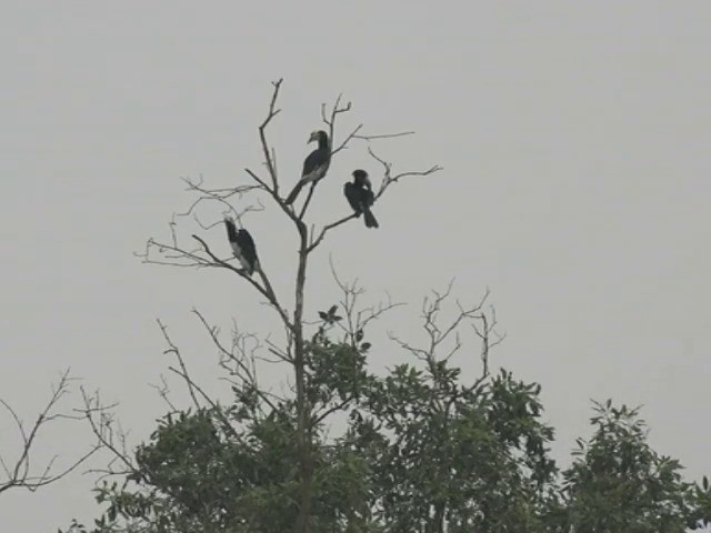 Oriental Pied-Hornbill - ML201675551