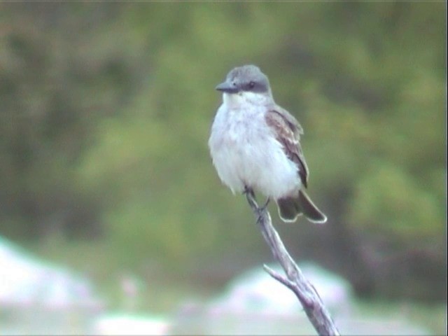 Gray Kingbird - ML201675561