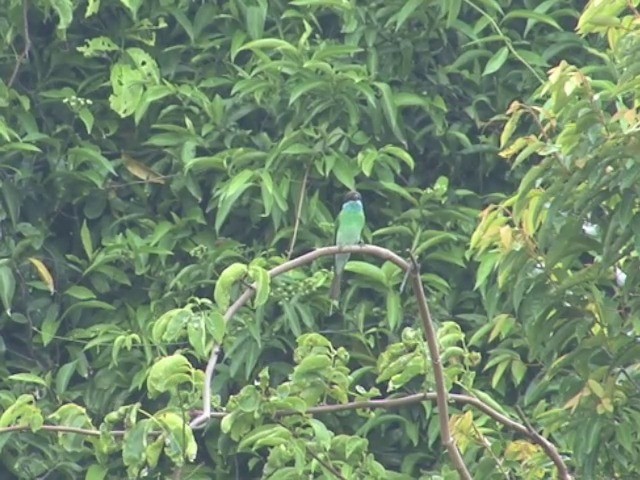 Blue-throated Bee-eater - ML201675571