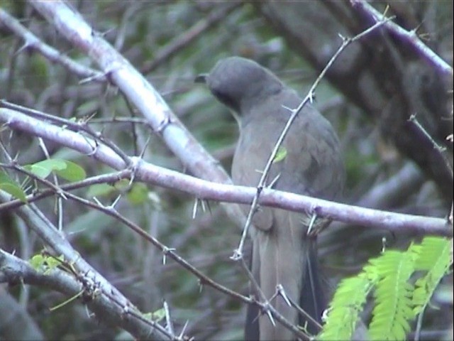 Mangrovekuckuck - ML201675611