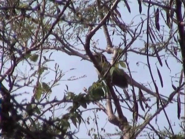 Puerto Rican Lizard-Cuckoo - ML201675621