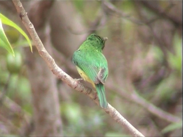 Puerto Rican Tody - ML201675641