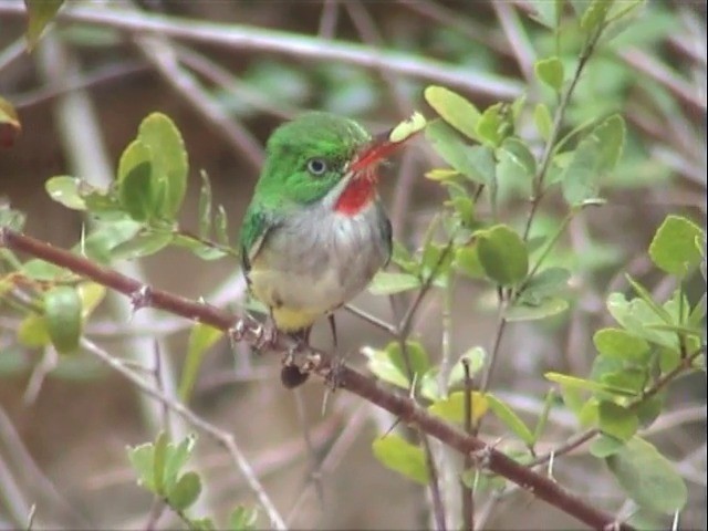 Puerto Rican Tody - ML201675651