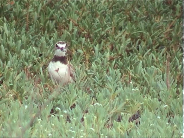 Wilson's Plover - ML201675671