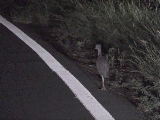 Yellow-crowned Night Heron (Yellow-crowned) - ML201675681