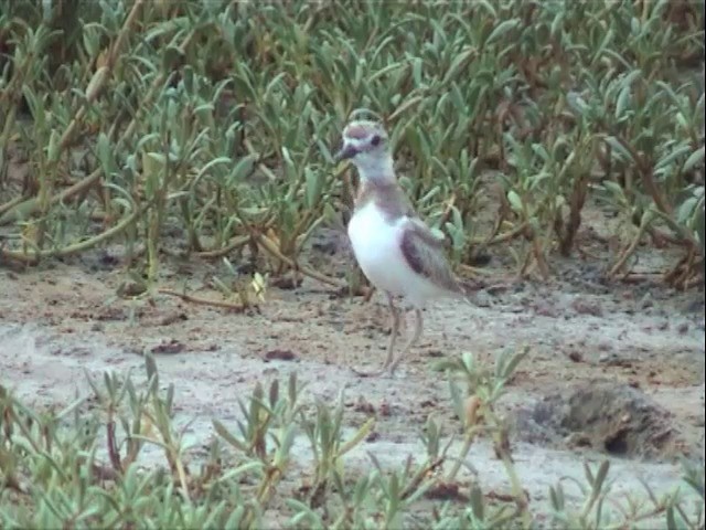 Wilson's Plover - ML201675691