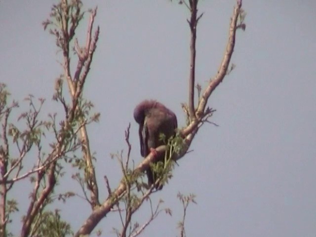 Plain Pigeon - ML201675741