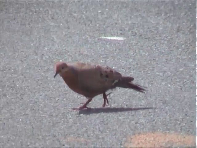 Zenaida Dove - ML201675761