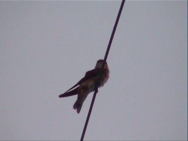 Golondrina Pueblera (grupo fulva) - ML201675781