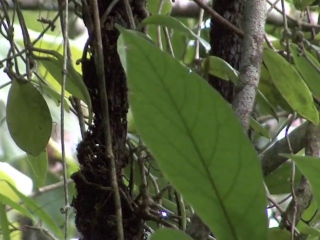 Green-backed Tailorbird - ML201675791