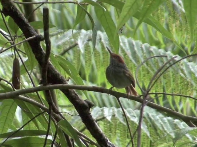 Green-backed Tailorbird - ML201675801