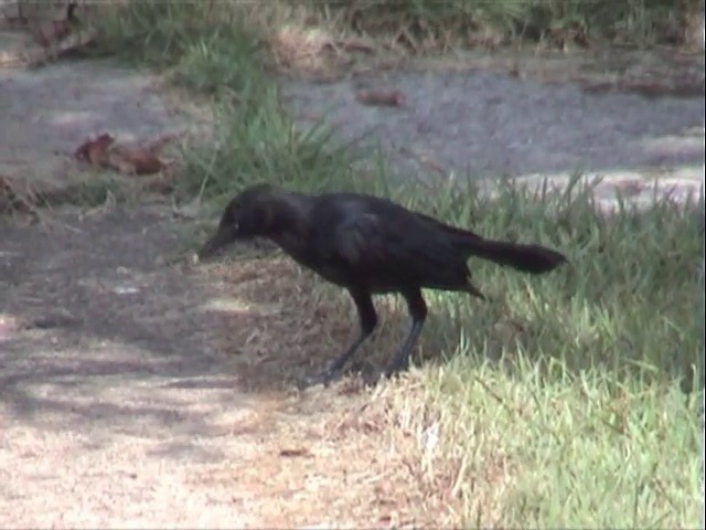 Greater Antillean Grackle - ML201675821