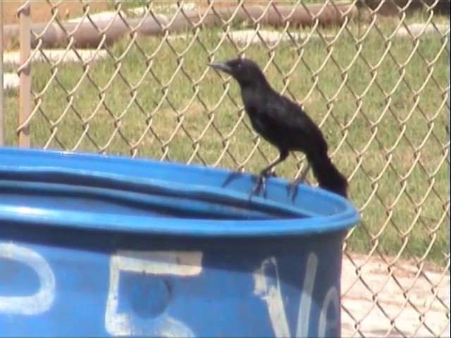 Greater Antillean Grackle - ML201675851