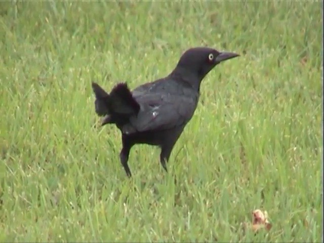 Greater Antillean Grackle - ML201675861