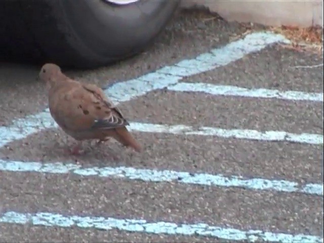 Zenaida Dove - ML201675871