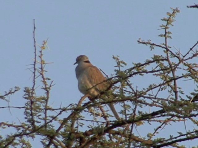 White-winged Collared-Dove - ML201675911