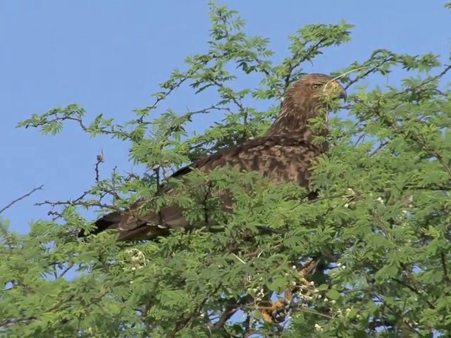 Águila Esteparia - ML201675931