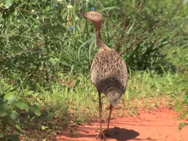 Buff-crested Bustard - ML201675981