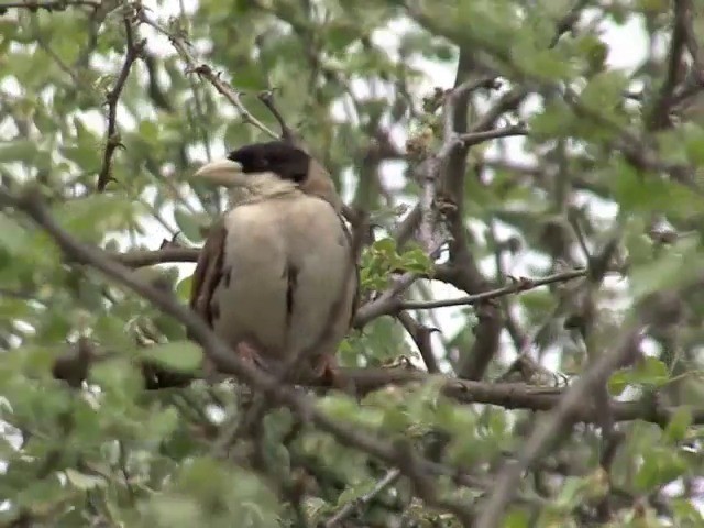 Black-capped Social-Weaver - ML201676001