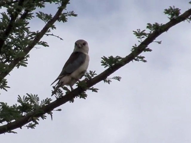 Pygmy Falcon - ML201676011