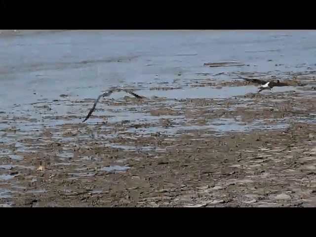 Ibis Escarlata - ML201676051