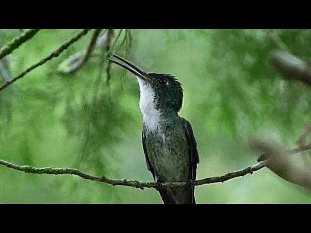kolibřík běloprsý - ML201676081
