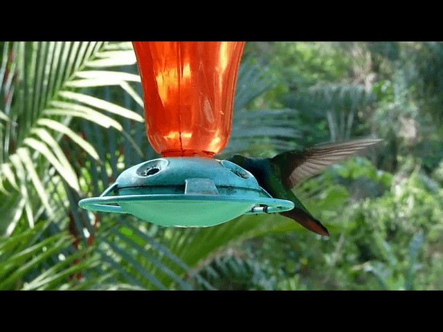 kolibřík tropický - ML201676111