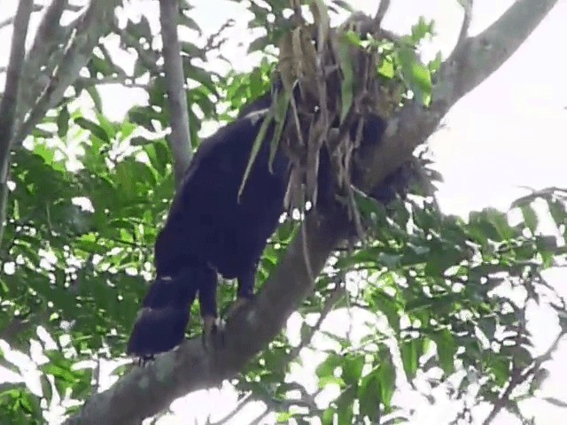 Águila Negra - ML201676161