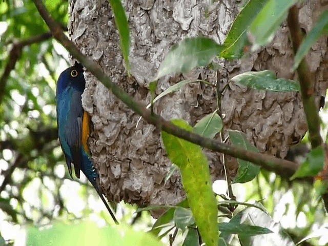 Trogon violacé - ML201676171