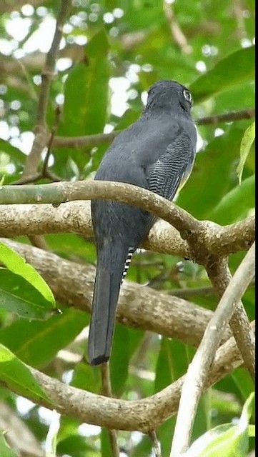 Guianan Trogon - ML201676181