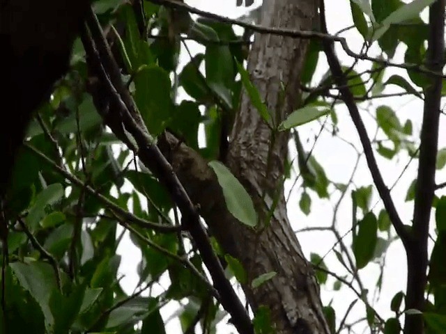 Rufous-browed Peppershrike - ML201676251