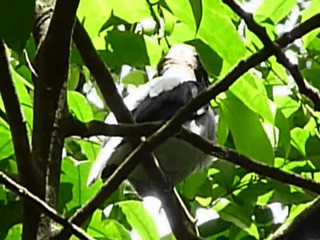 Bearded Bellbird - ML201676311