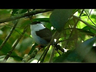 White-bearded Manakin - ML201676341