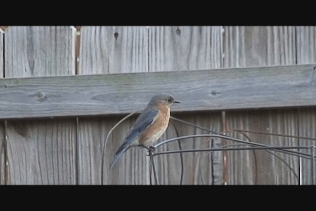 Eastern Bluebird - ML201676421