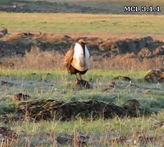 Greater Sage-Grouse - ML201676451