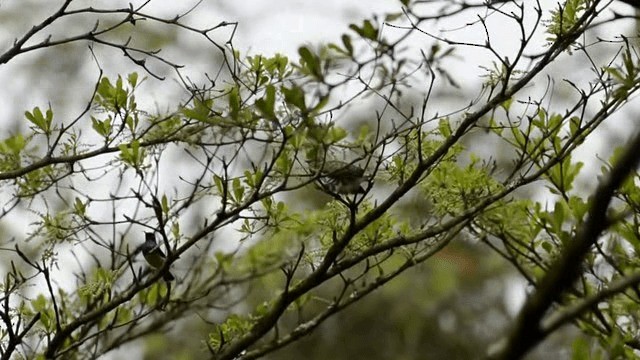 Klaas's Cuckoo - ML201676561