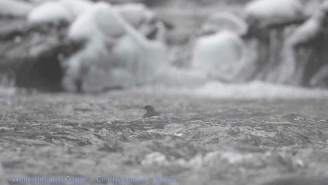 White-throated Dipper - ML201676581